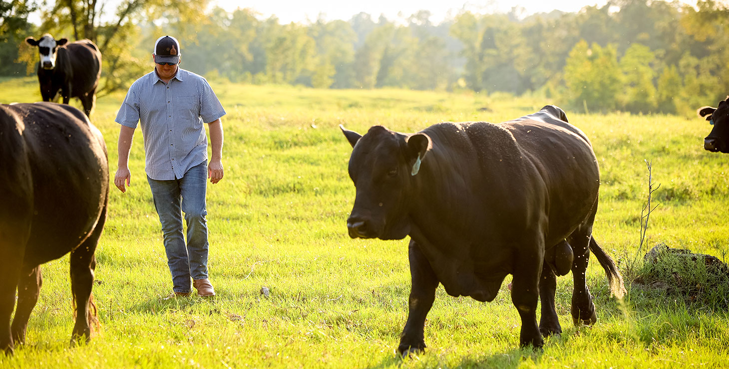 A man wearing a ballcap, jeans, and a button-down t-shirt walking through a green pasture with black cattle.